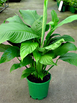 اسپاتی فیلوم مونا لوا